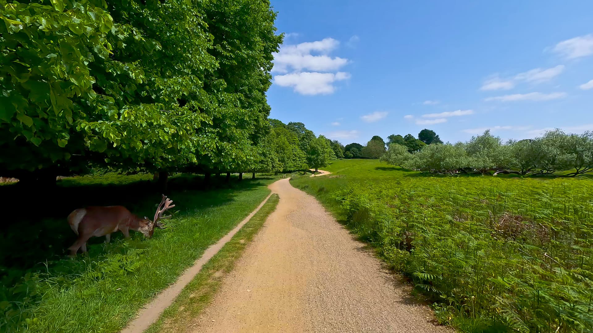 30 min Richmond Park Ride